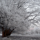 Illustration for article titled How an ice storm uproots a tree